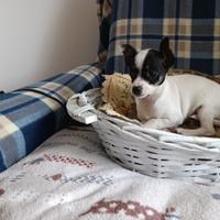 Cucciolo Pincher Toy-Chihuahua