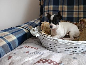 Cucciolo Pincher Toy-Chihuahua