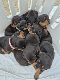 Rottweiler cuccioli