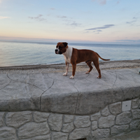 American Staffordshire terrier