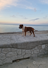 American Staffordshire terrier