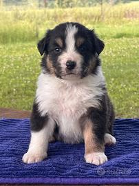 Cucciolo Australian Shepherd