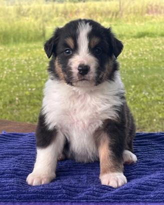 Cucciolo Australian Shepherd