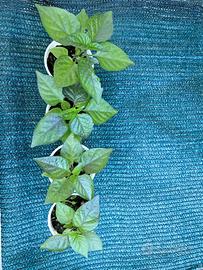 Peperoncino Carolina reaper purple