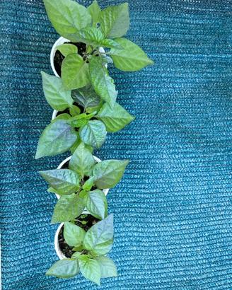 Peperoncino Carolina reaper purple
