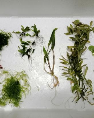 Piante per pesci acquario
