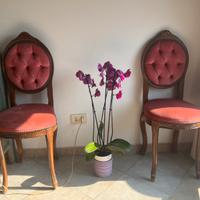 Sedie antiche in stile Rococo