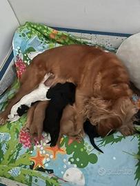 Cuccioli Cocker Spaniel