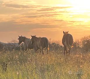 Puledri arabi e angloarabi da endurance