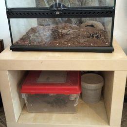 Terrario Exo Terra da 45cm