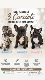Bulldog francese