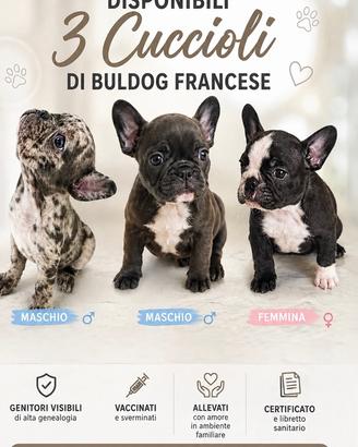 Bulldog francese