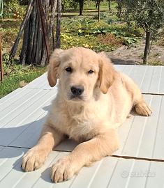 Golden retriver