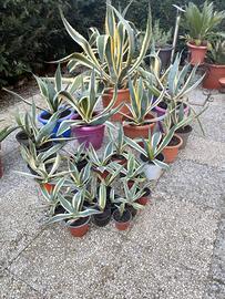 Piante  grasse agave 