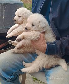 Pastore Abruzzese