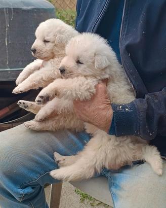 Pastore Abruzzese