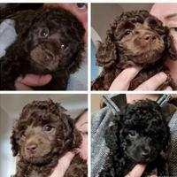 Cuccioli barboncini toy cioco maschi e femmine