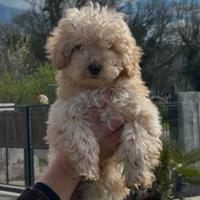 Barboncino nano albicocca chiaro