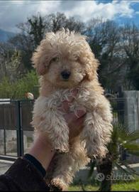 Barboncino nano albicocca chiaro