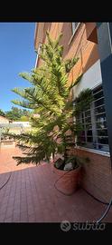 Abete, pino di norfolk , araucaria heterofila