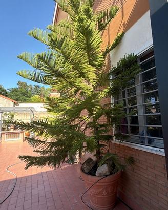 Abete, pino di norfolk , araucaria heterofila