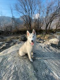 Cucciolo di Husky
