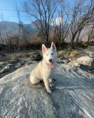 Cucciolo di Husky