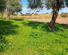 Terreno agricolo