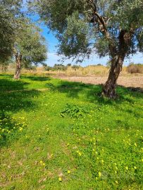 Terreno agricolo