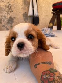 Cavalier king femmina