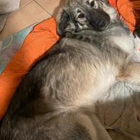 Meticcia mix pastore del caucaso 10mesi