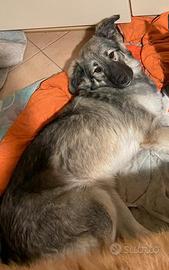 Mix pastore del caucaso