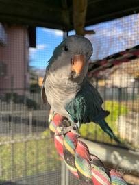 Parrocchetto monaco blu allevato a mano