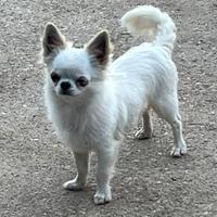 Chihuahua per monta
