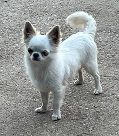 Chihuahua per monta