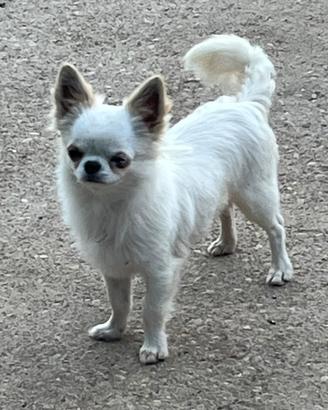 Chihuahua per monta