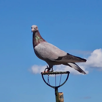 Piccioni addestrati per la caccia al colombaccio