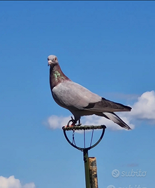 Piccioni addestrati per la caccia al colombaccio