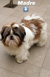 Cucciolo Shih tzu