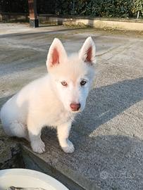 Siberian Husky Maschio 2 mesi