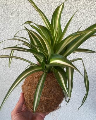 Kokedama nastrino o chlorophytum