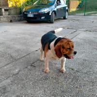 Cane beagle