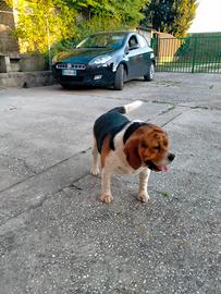 Cane beagle