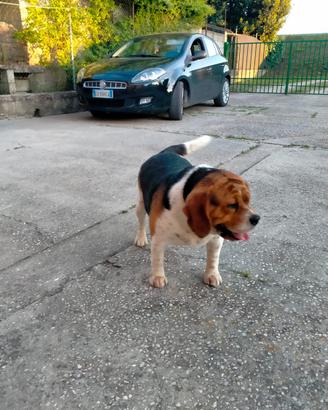 Cane beagle