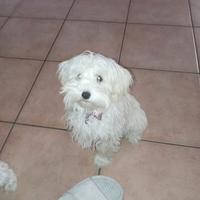 Maltipoo/maltese/barboncino