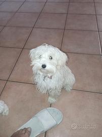 Maltipoo/maltese/barboncino