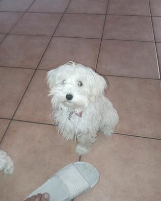 Maltipoo/maltese/barboncino