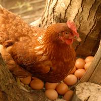 Polli da uova ruspanti gallina ovaiola rossa