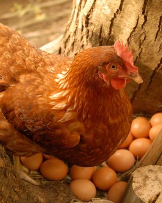 Polli da uova ruspanti gallina ovaiola rossa