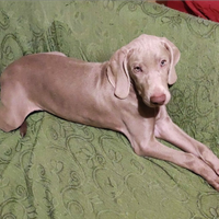 Cucciola di Weimaraner con pedigree